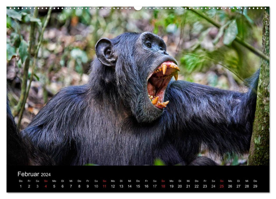 Les grands singes sauvages d'Ouganda (Calendrier mural CALVENDO 2024) 