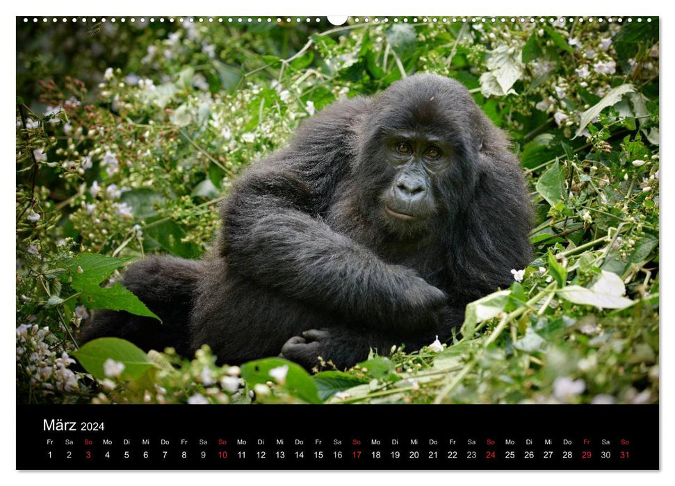 Uganda's wild great apes (CALVENDO wall calendar 2024) 