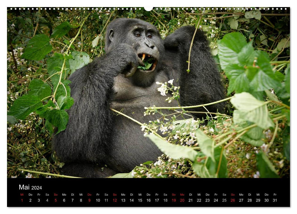 Ugandas wilde Menschenaffen (CALVENDO Wandkalender 2024)