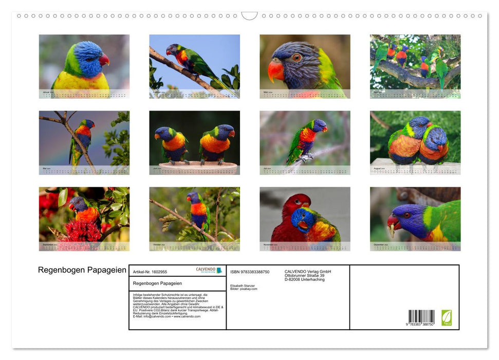 Regenbogen Papageien (CALVENDO Wandkalender 2024)