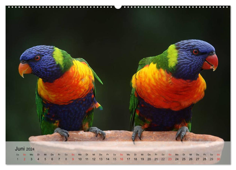 Rainbow Parrots (CALVENDO Wall Calendar 2024) 