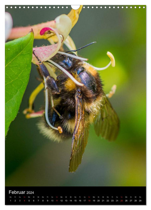 Bees and bumblebees (CALVENDO wall calendar 2024) 