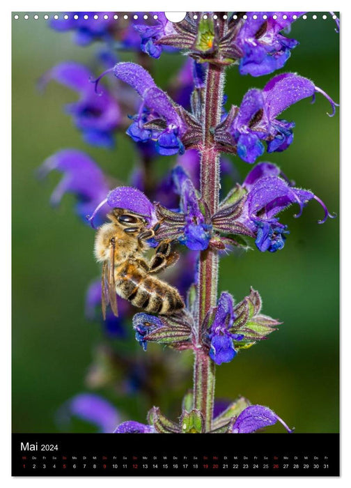 Bees and bumblebees (CALVENDO wall calendar 2024) 