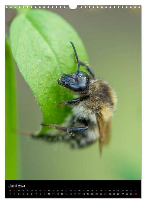 Bienen und Hummeln (CALVENDO Wandkalender 2024)