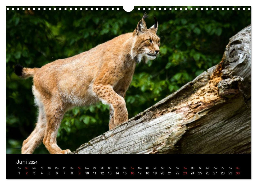 Lynx - Les plus grands chats d'Europe (Calendrier mural CALVENDO 2024) 