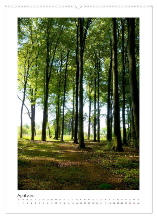 Impressionen aus unserem Wald (CALVENDO Premium Wandkalender 2024)