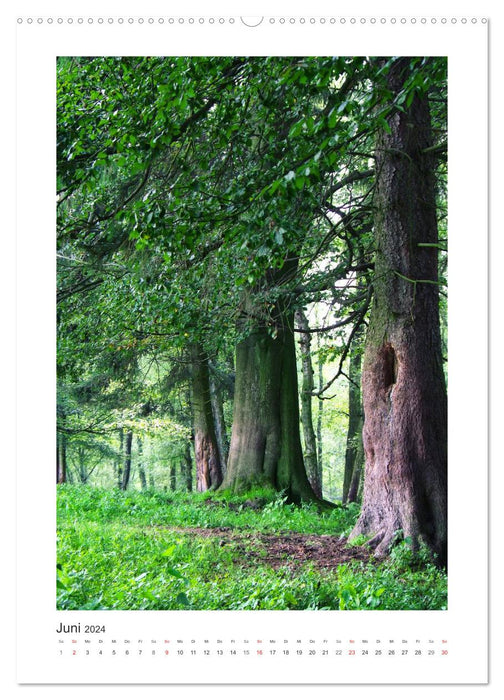 Impressions de notre forêt (Calendrier mural CALVENDO Premium 2024)
