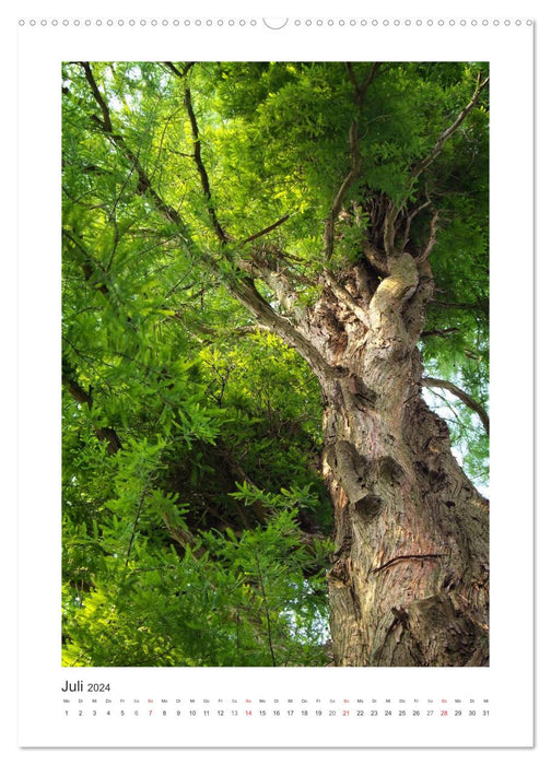 Impressionen aus unserem Wald (CALVENDO Premium Wandkalender 2024)