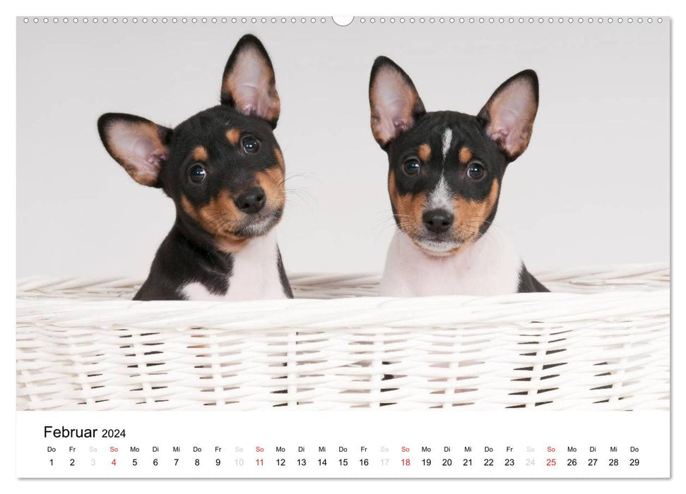 Adorables chiots Basenji (Calvendo Premium Wall Calendar 2024) 