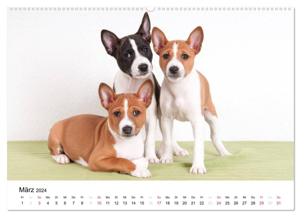 Adorables chiots Basenji (Calvendo Premium Wall Calendar 2024) 