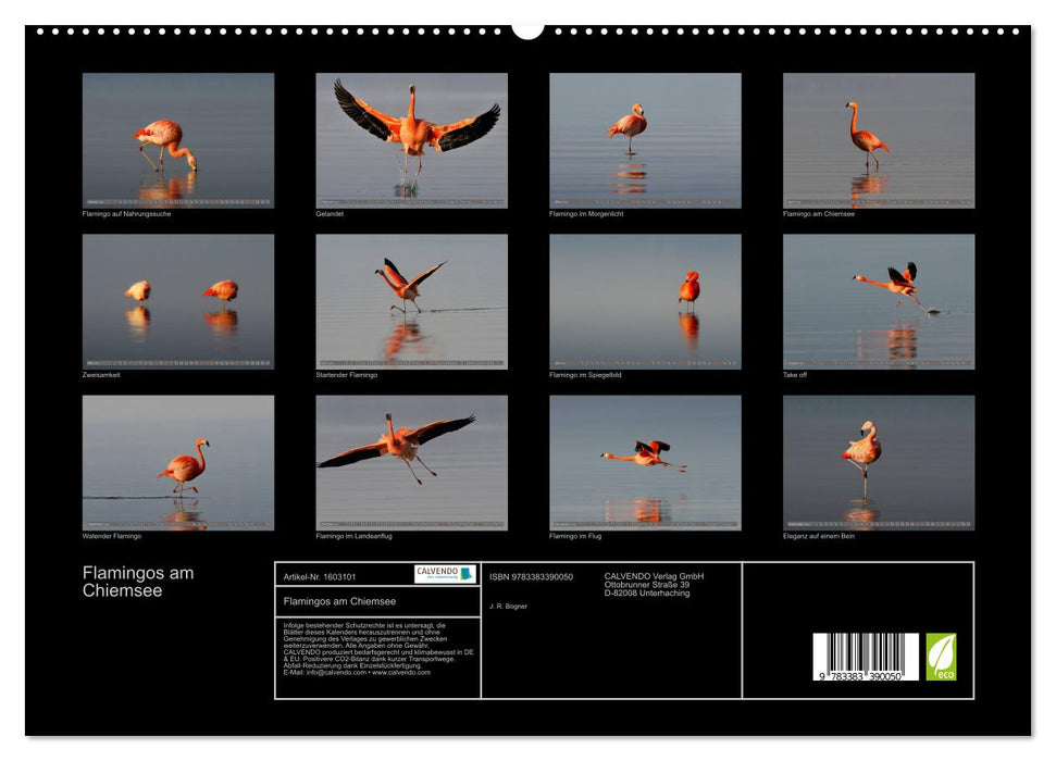 Flamingos at Lake Chiemsee (CALVENDO Premium Wall Calendar 2024) 