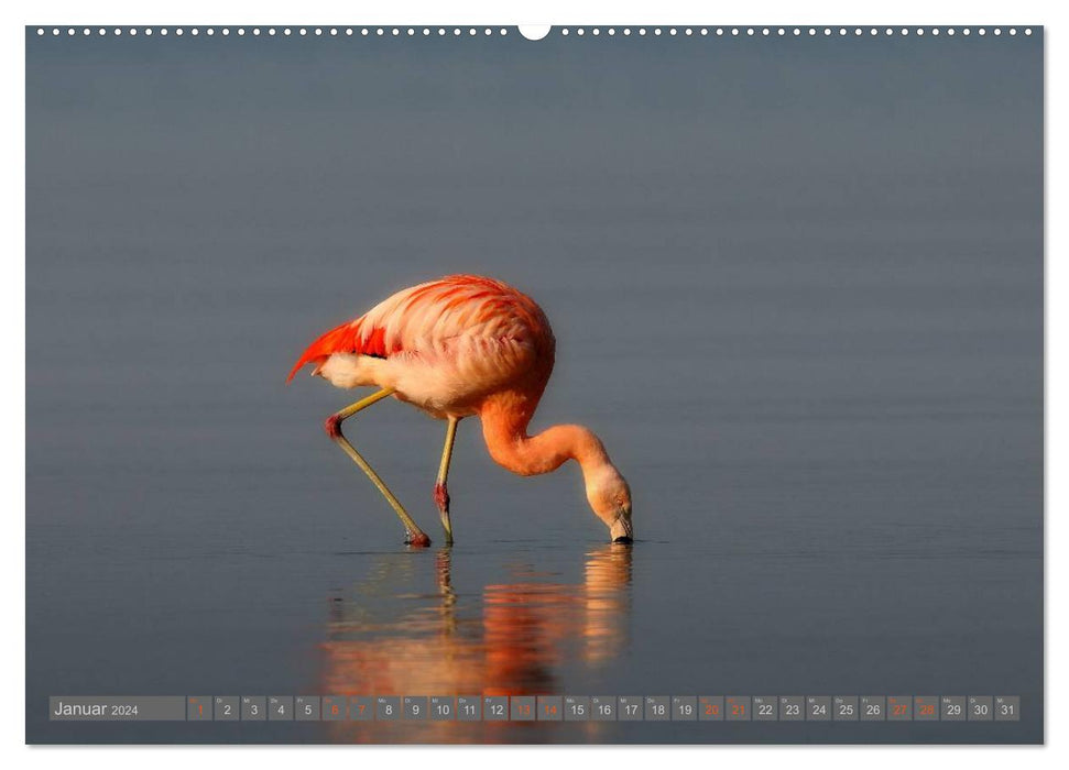 Flamingos at Lake Chiemsee (CALVENDO Premium Wall Calendar 2024) 