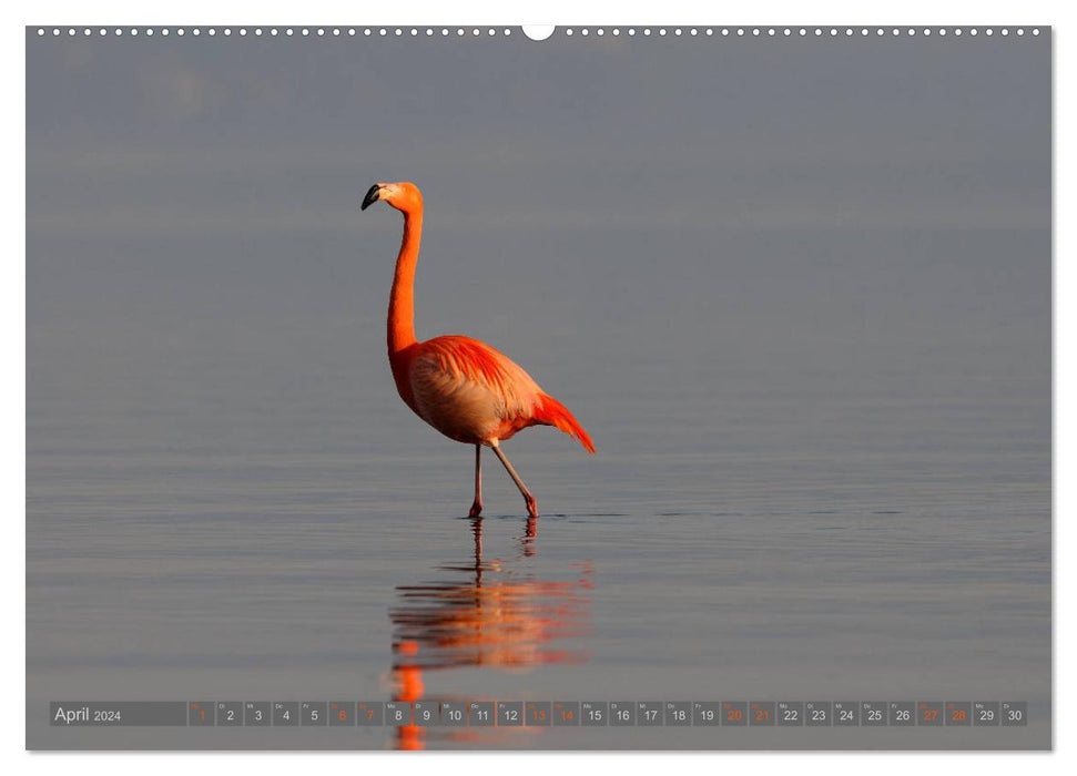 Flamingos at Lake Chiemsee (CALVENDO Premium Wall Calendar 2024) 