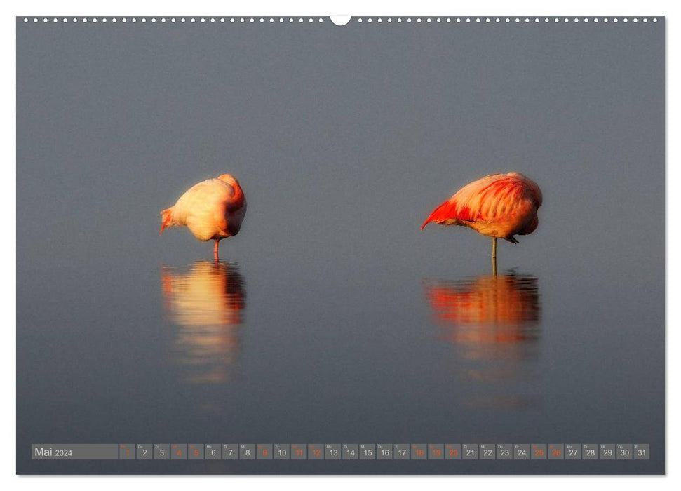 Flamants roses au lac Chiemsee (Calvendo Premium Wall Calendar 2024) 