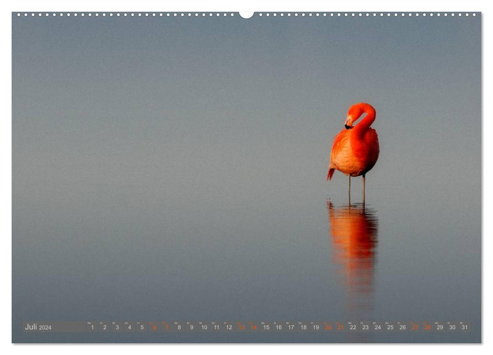 Flamants roses au lac Chiemsee (Calvendo Premium Wall Calendar 2024) 