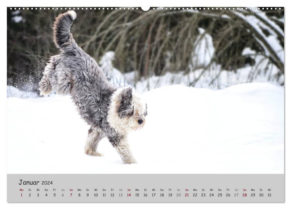 Un Bobtail nommé Miles (Calendrier mural CALVENDO Premium 2024) 