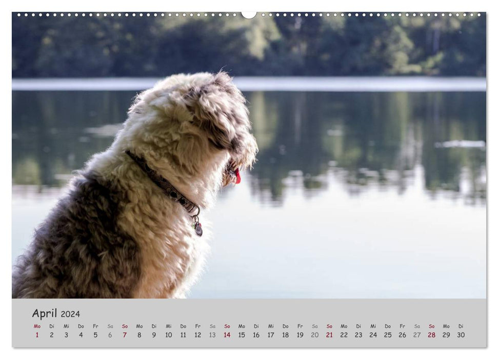 Un Bobtail nommé Miles (Calendrier mural CALVENDO Premium 2024) 