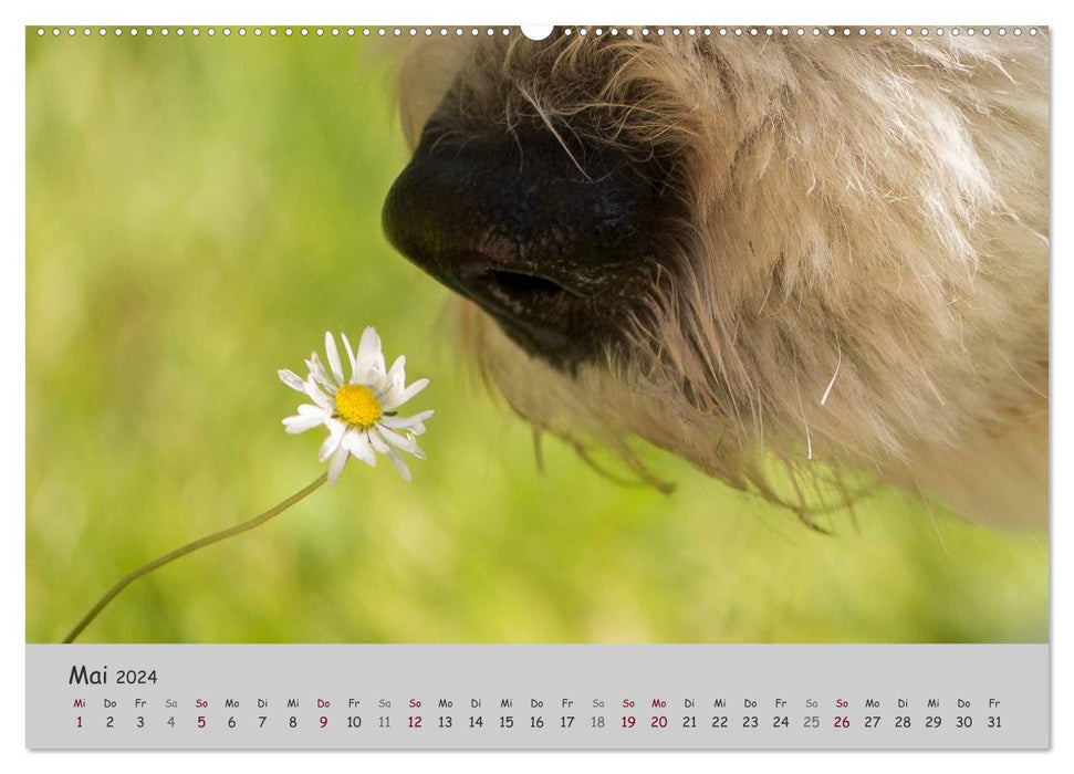 Un Bobtail nommé Miles (Calendrier mural CALVENDO Premium 2024) 