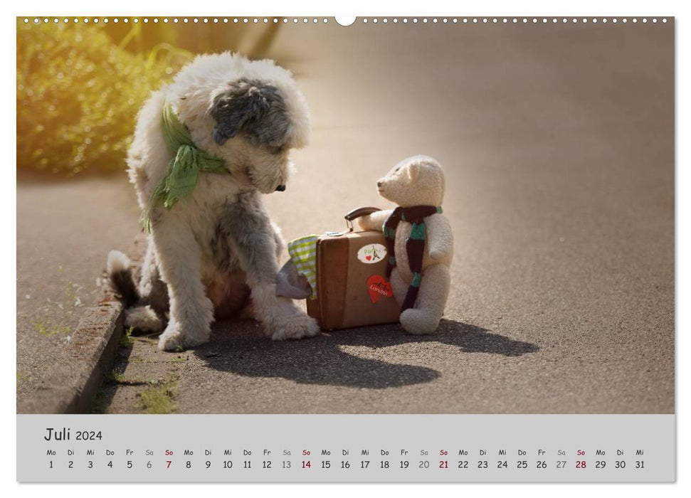 Un Bobtail nommé Miles (Calendrier mural CALVENDO Premium 2024) 