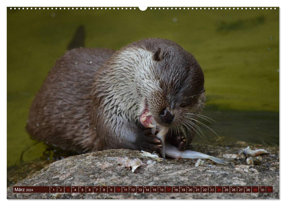 Otter. Frech, laut und clever (CALVENDO Wandkalender 2024)