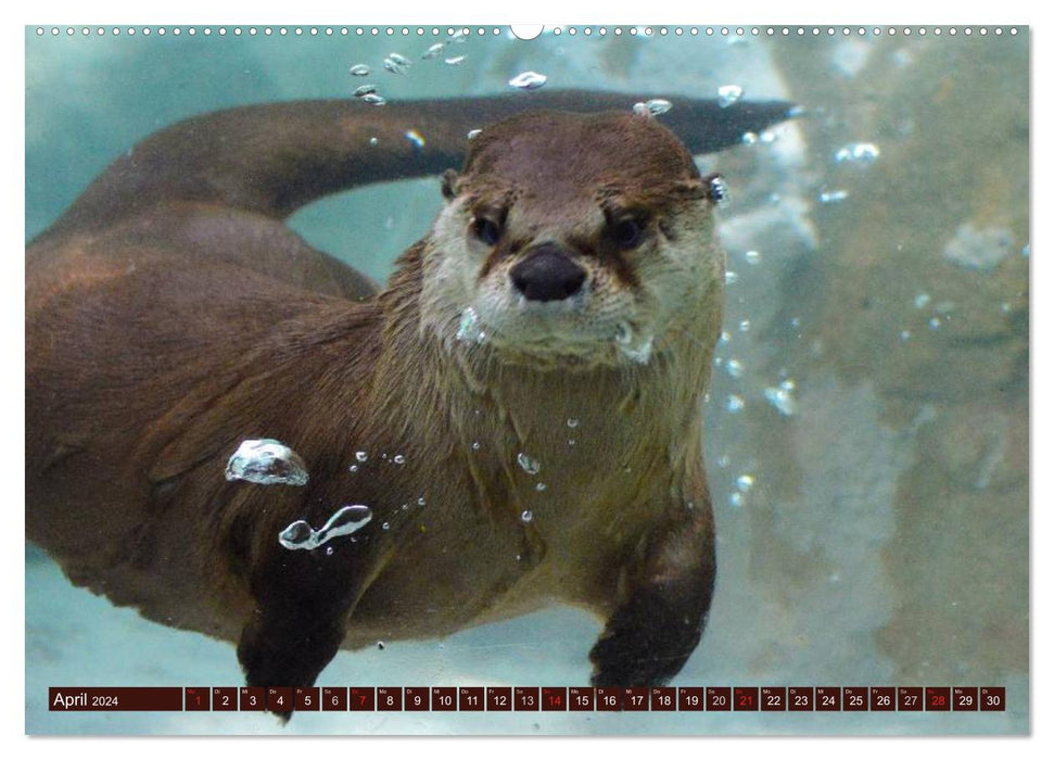 Otter. Bold, loud and clever (CALVENDO wall calendar 2024) 