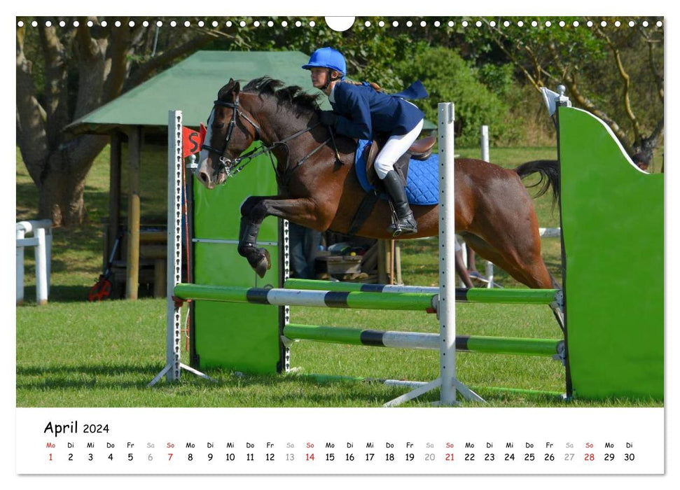 Pony show jumping (CALVENDO wall calendar 2024) 