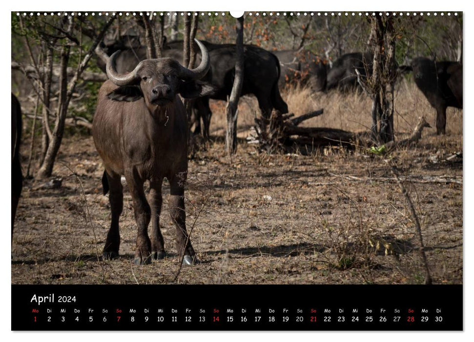 Tier-Momente in Afrika (CALVENDO Premium Wandkalender 2024)