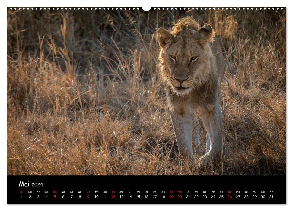 Moments animaux en Afrique (Calendrier mural CALVENDO Premium 2024) 