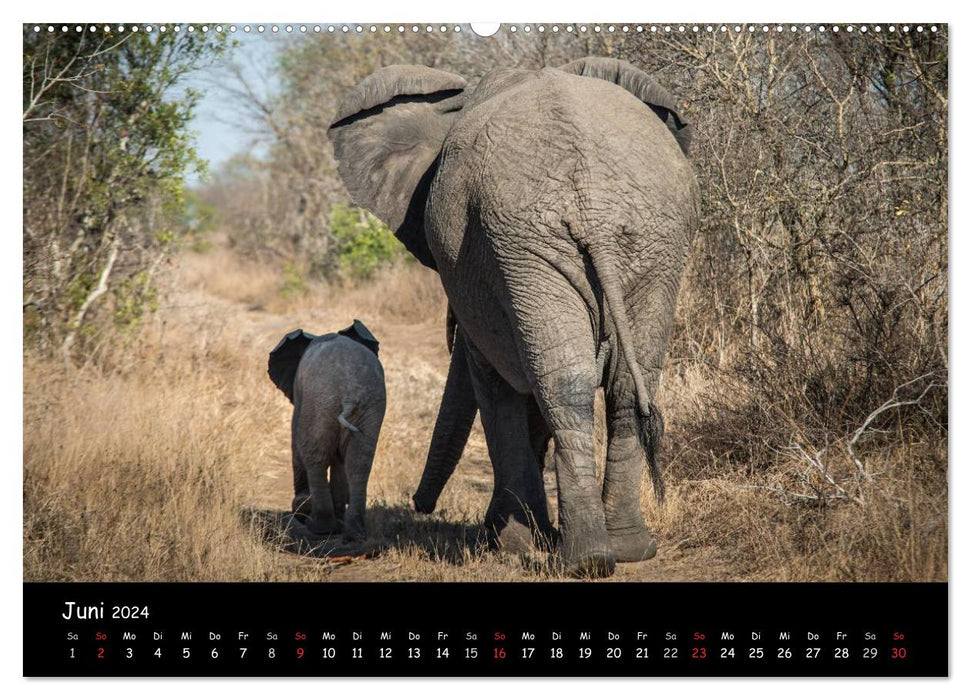 Animal moments in Africa (CALVENDO Premium Wall Calendar 2024) 