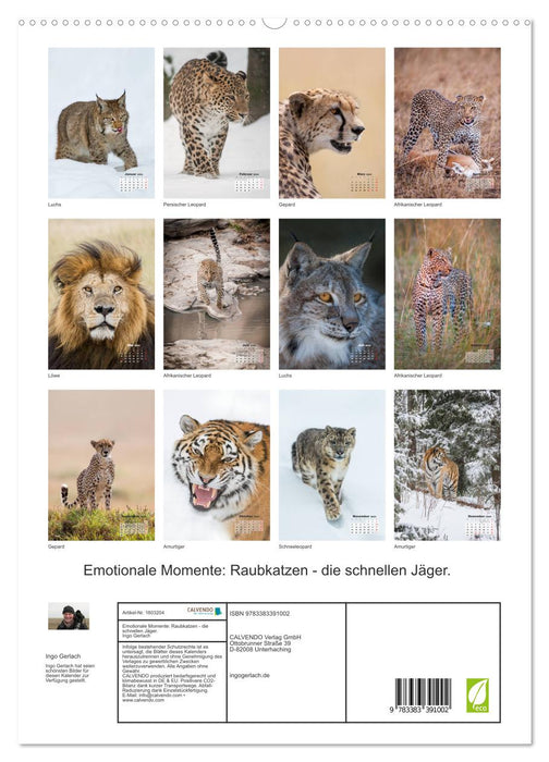 Emotional moments: big cats - the fast hunters. (CALVENDO Premium Wall Calendar 2024) 