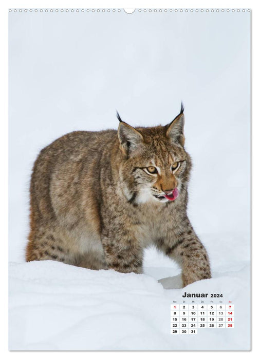 Emotional moments: big cats - the fast hunters. (CALVENDO Premium Wall Calendar 2024) 