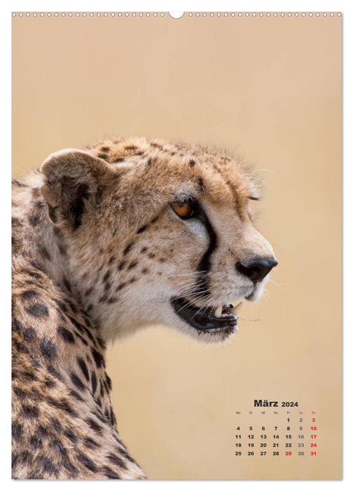 Emotional moments: big cats - the fast hunters. (CALVENDO Premium Wall Calendar 2024) 