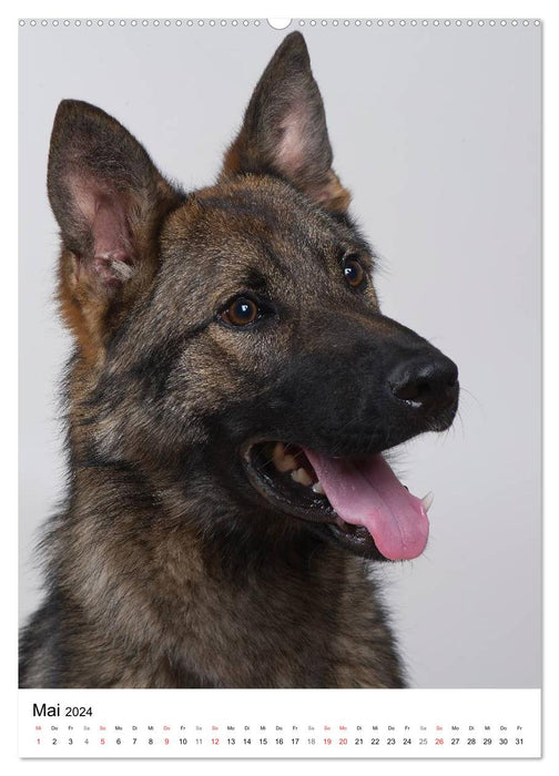 Dogs in portrait (CALVENDO Premium Wall Calendar 2024) 