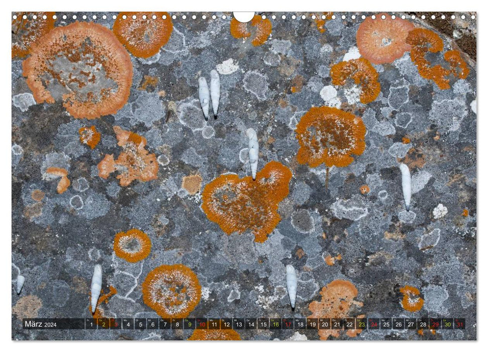 Crustaceous lichens - pioneers on rock (CALVENDO wall calendar 2024) 