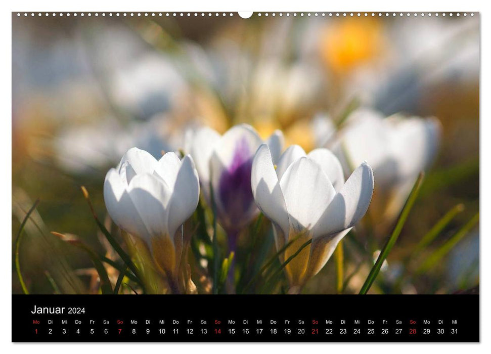 Wilde Blüten-Träume (CALVENDO Premium Wandkalender 2024)