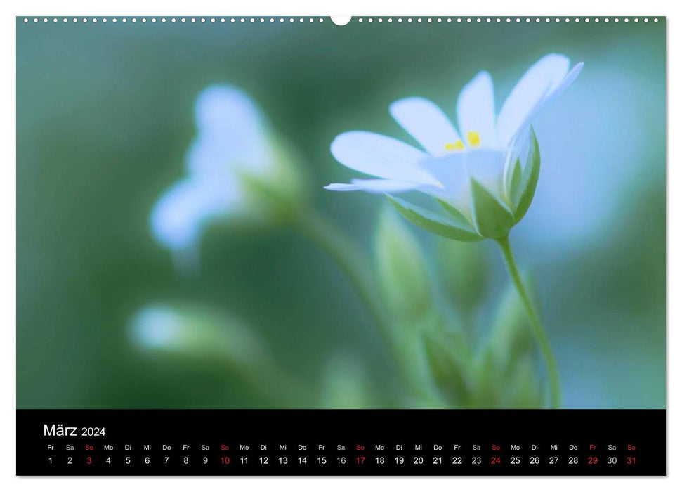 Wilde Blüten-Träume (CALVENDO Premium Wandkalender 2024)