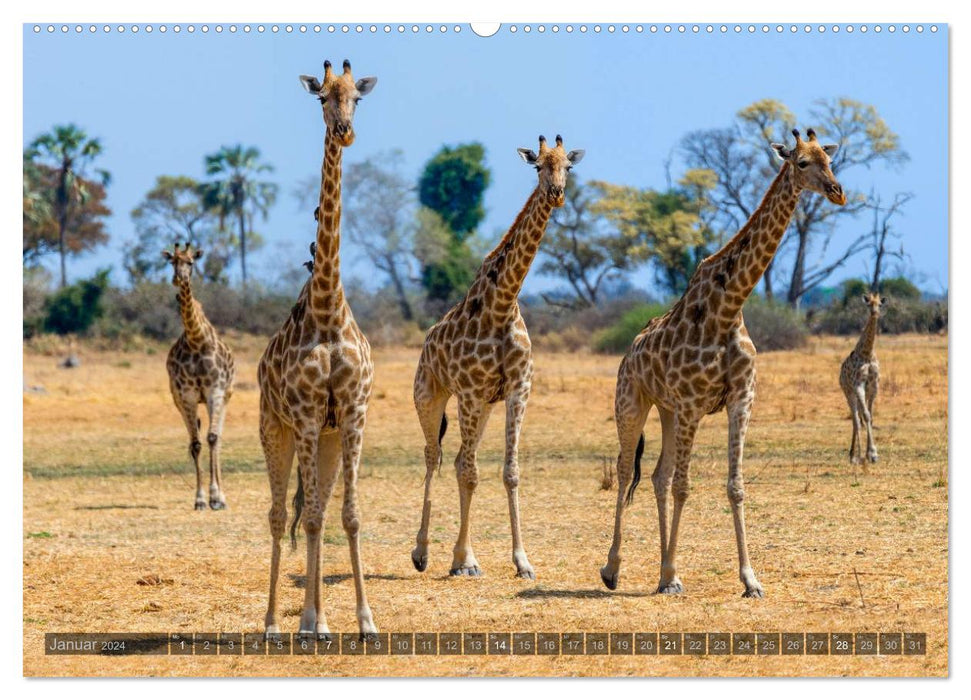 Botswana – landscape and wildlife (CALVENDO Premium Wall Calendar 2024) 