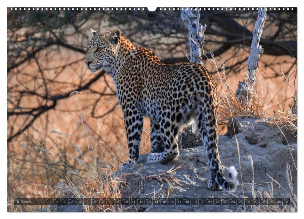 Botswana – Landschaft und Tierwelt (CALVENDO Premium Wandkalender 2024)