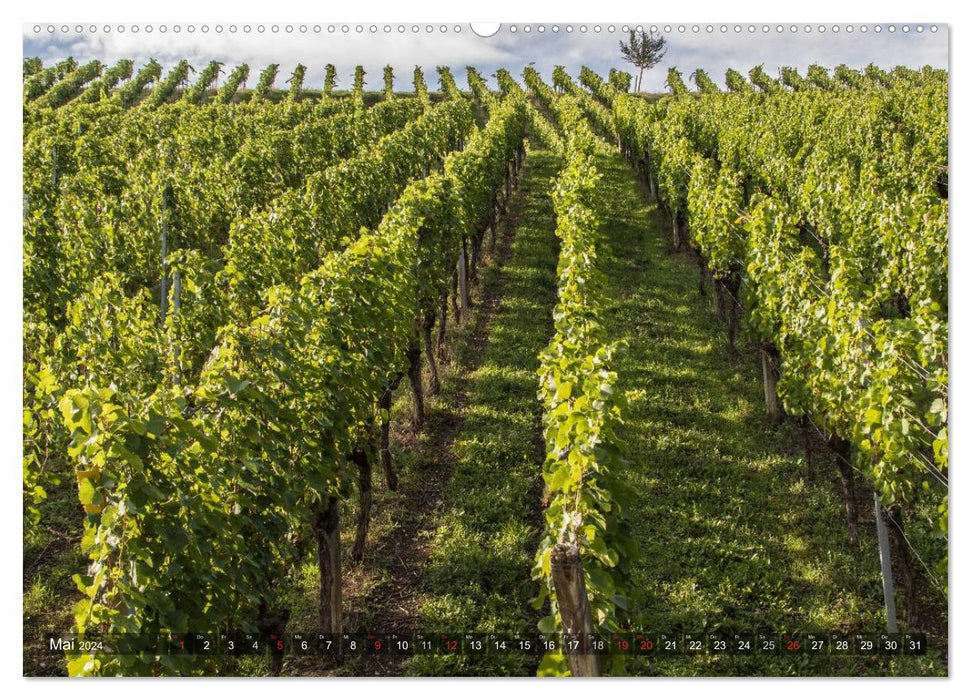 Vineyards in Franconia (CALVENDO Premium Wall Calendar 2024) 