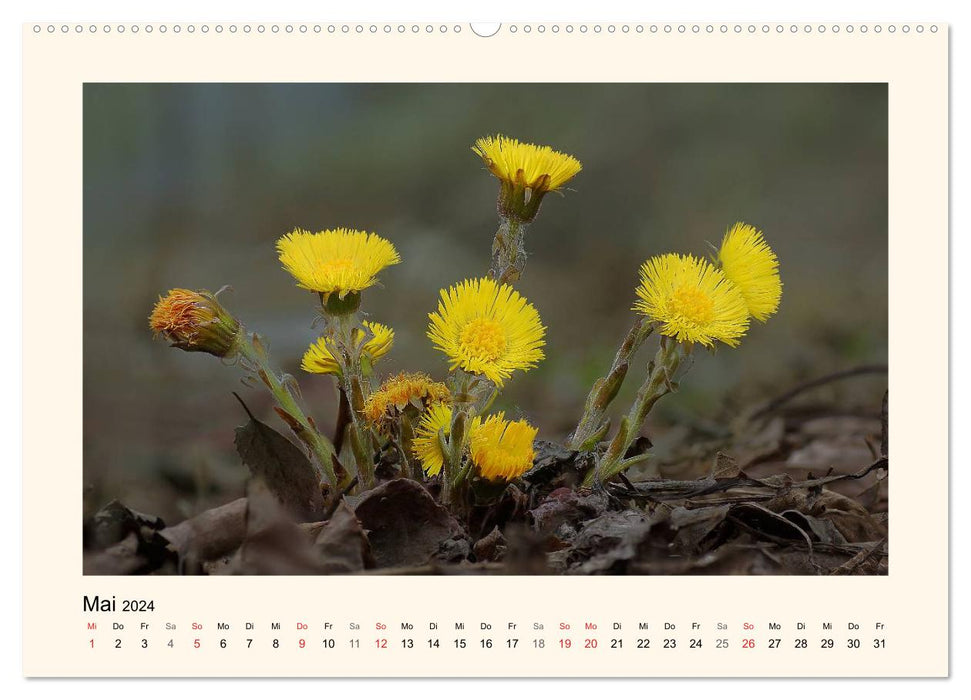 Blütenzauber in Tirol (CALVENDO Wandkalender 2024)