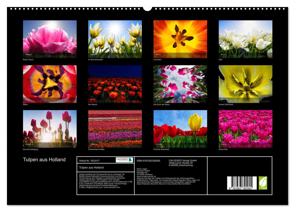 Tulpen aus Holland (CALVENDO Premium Wandkalender 2024)