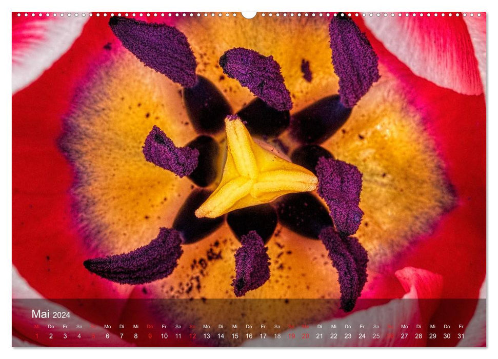 Tulpen aus Holland (CALVENDO Premium Wandkalender 2024)