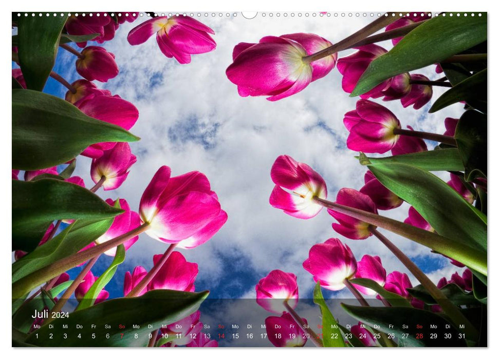 Tulips from Holland (CALVENDO Premium Wall Calendar 2024) 