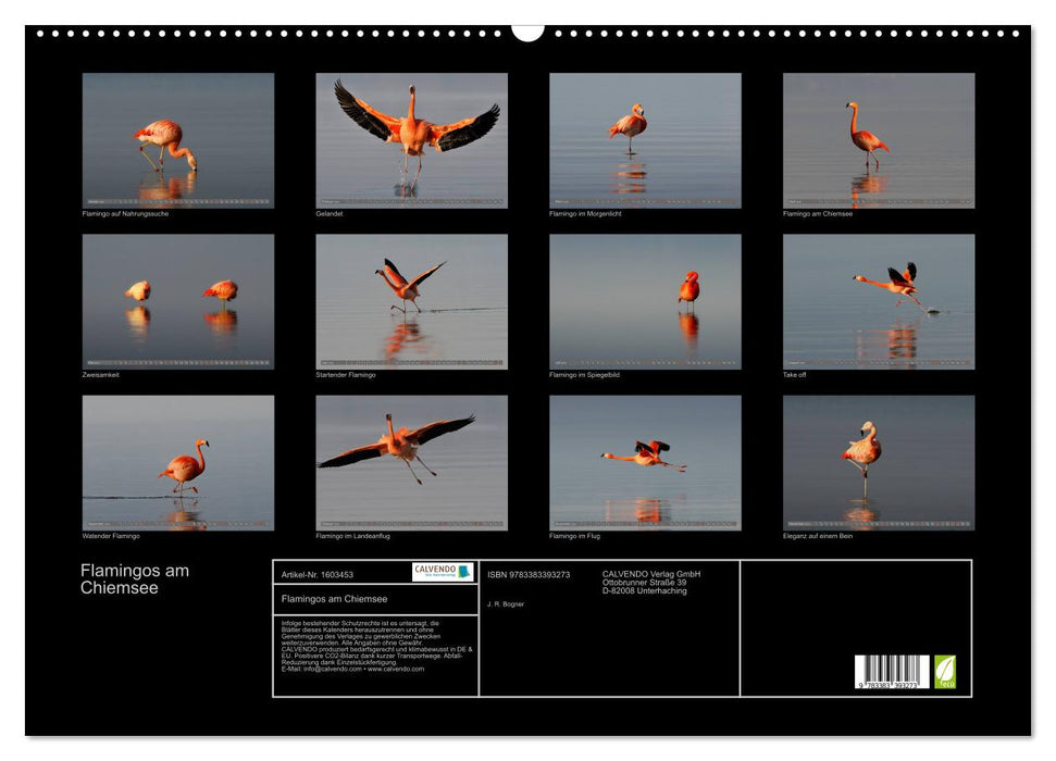 Flamingos am Chiemsee (CALVENDO Wandkalender 2024)