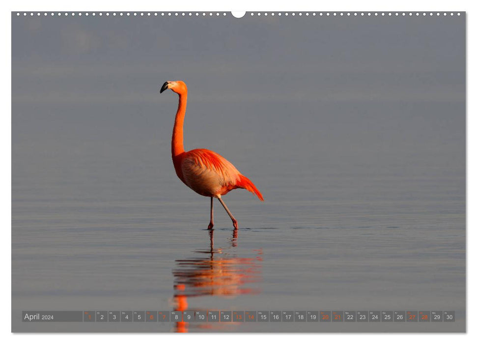 Flamingos am Chiemsee (CALVENDO Wandkalender 2024)