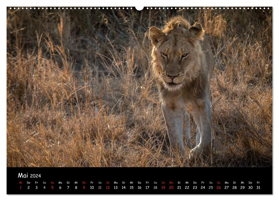 Animal moments in Africa (CALVENDO wall calendar 2024) 