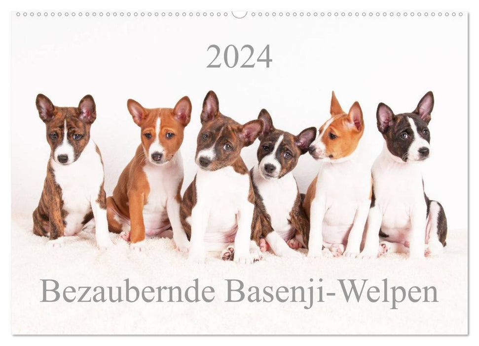 Adorable Basenji puppies (CALVENDO wall calendar 2024) 