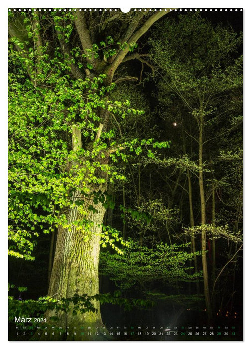 Forest lights in the wild forest Vosswinkel 2024 (CALVENDO wall calendar 2024) 