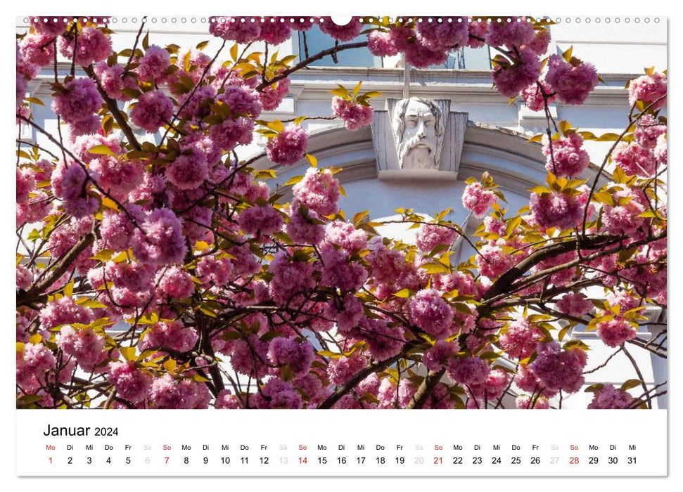 Bonn - Cherry Blossom Festival in the Old Town (CALVENDO Premium Wall Calendar 2024) 