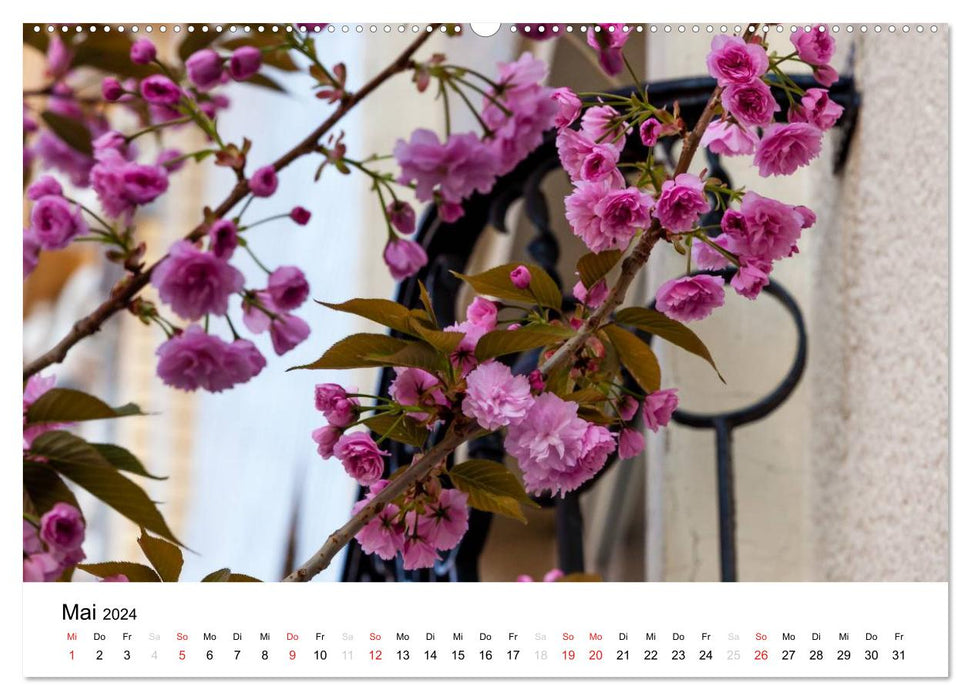 Bonn - Cherry Blossom Festival in the Old Town (CALVENDO Premium Wall Calendar 2024) 